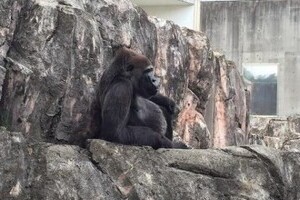強い地震にもゴリラ、「平常心」で全く動じず　ミーアキャットは一斉に岩に登って...