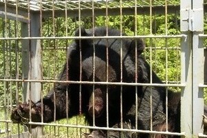 三重と滋賀の「クマ騒動」に「笑っちゃう」 「とくダネ」小倉発言に視聴者「大けがしたのに...」