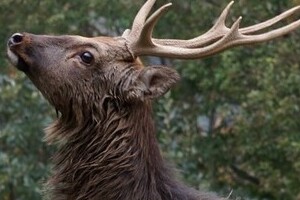 「ジビエ料理」に関心高まる　栄養価が高いが、安全性には注意が必要だ