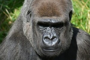 イケメンゴリラに殺到する「ゴリラ女子」　飼育ケースにへばり張り付き、夢中でシャッターを切る