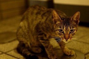 練馬、板橋で首切られたネコの死骸　続発する残虐行為に「次は...」と不安高まる