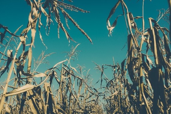 耕作放棄地の増加に歯止めをかけられるか（画像はイメージ）
