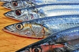 資源半分になった「庶民の味」サンマ　いよいよ漁獲制限に突入か　