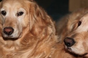 犬の寿命が10年延びたのはノーベル賞大村教授のおかげだった　フィラリア症予防というもうひとつの偉業