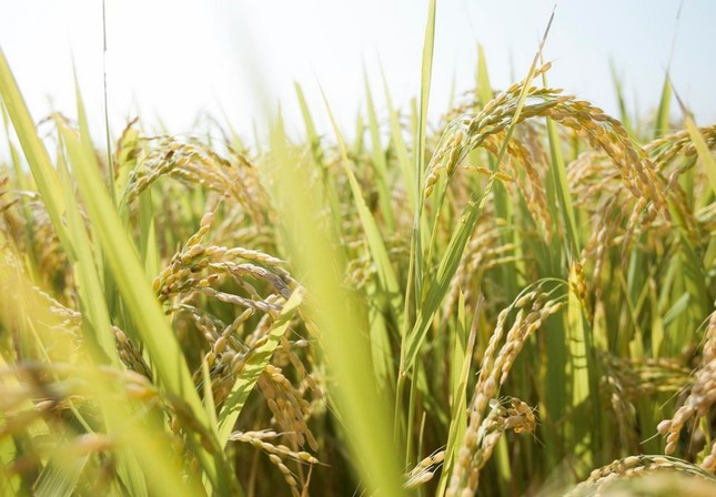 青森県産のコメで初の「特A米 」！（画像は、「青天の霹靂」のホームページ）