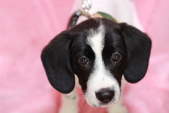 ピーグルの子イヌ（写真はイメージです）