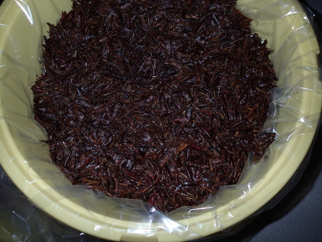 これが、醸造をはじめたばかりの状態。イナゴの形が残っている