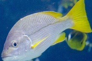沖縄の砂浜に「寒波異変」　仮死状態の魚が取り放題！