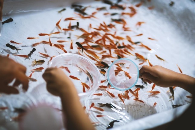 餌の与え方が違うと難癖をつけ娘が世話をしていた30匹以上の金魚の死骸を無理やり食べさせた（写真はイメージ）