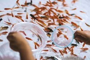 金魚の死骸30匹、嘔吐物まで娘に食べさせる　「猟奇的虐待」母親報道に「こんな地獄絵図って...」との声続々