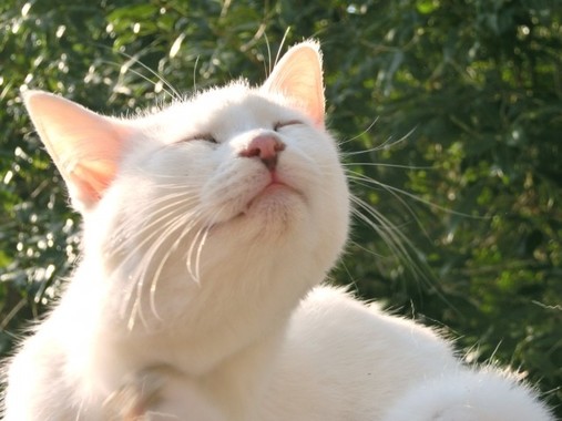 幸せだニャ～ンがアブナイ