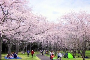 花見で横浜の公園半分以上を5日間「場所取り」 ネットで非難殺到して「謝罪」「撤退」した大企業