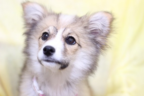 札幌市の動物愛護条例への期待広がる