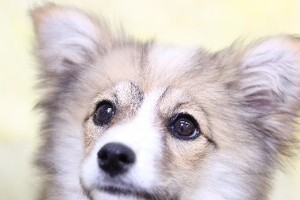 「子イヌ・子ネコ」好きから絶賛・期待の声　札幌市の新条例の中身とは