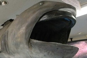 「幻のサメ」と大地震の不思議な関係　偶然の一致？それとも警戒へのサインか