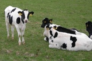 バター品薄は「農協」の既得権のため？ 「生乳」流通自由化をめぐる政府案が波紋