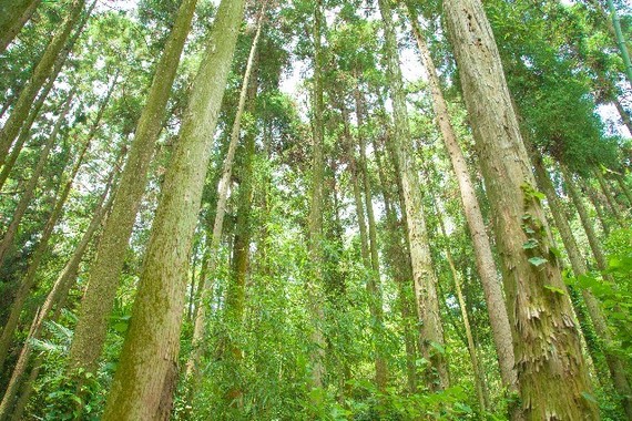 子どもが森の中で迷ったら…