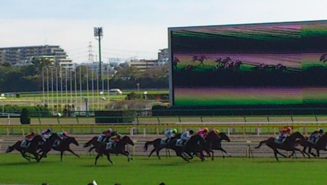 競走馬の90%が胃潰瘍に罹っている・・・（写真は、東京競馬場）
