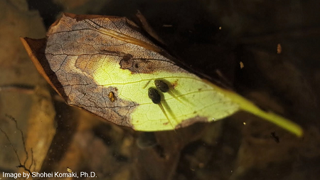 温泉にゆったりつかる（？）オタマジャクシ＝（小巻翔祥氏撮影・提供、広島大学ホームページより）