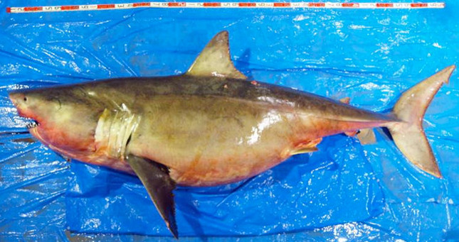 全身5メートルの妊娠したホホジロザメ（沖縄美ら財団総合研究センター提供）