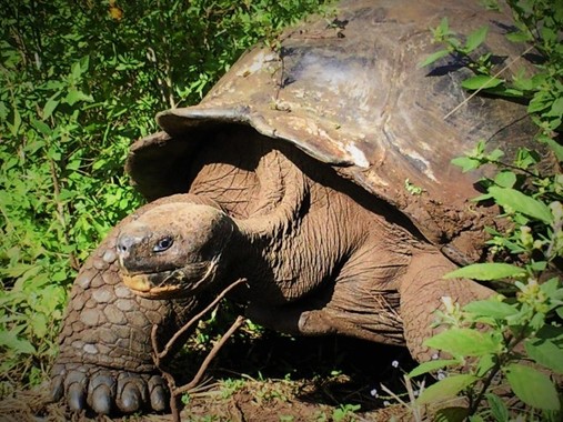 野生のガラパゴスゾウガメ