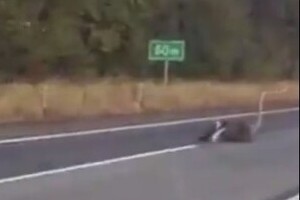 ダチョウ、関越道1キロ「逃走」　ツイッターに映像相次ぐ