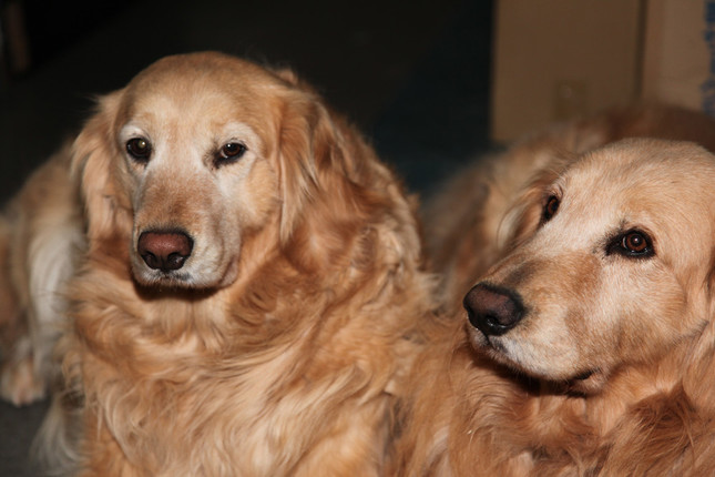 小～中型犬は11歳ごろ、大型犬は8歳ごろから「高齢犬」とされる（写真はイメージ）
