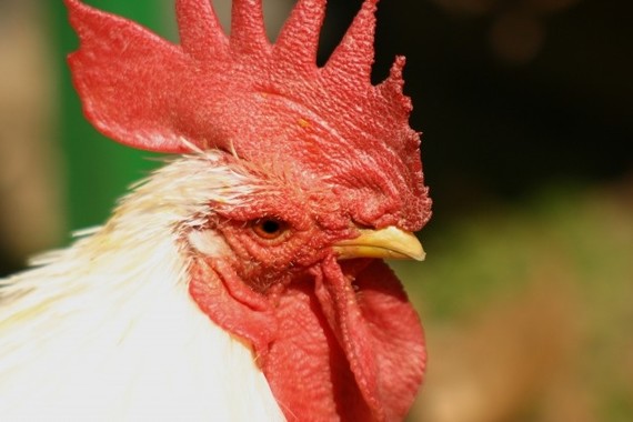 動物園での防疫対策の意思決定は難しい（画像はイメージ）
