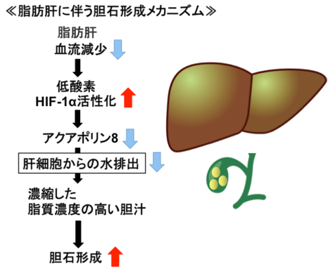 肝臓もシェイプする必要アリ（東北大学プレスリリースより）