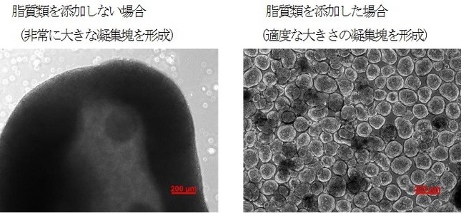 凝集塊形成後の顕微鏡写真