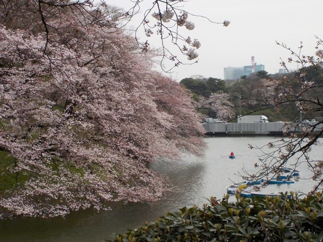 お花見にでかければ、癒しや健康効果を得られる機会が増す