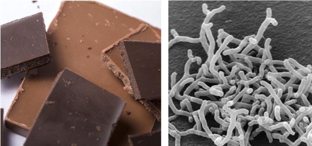 ハイカカオチョコレートがビフィズス菌の増殖を促進することが示された