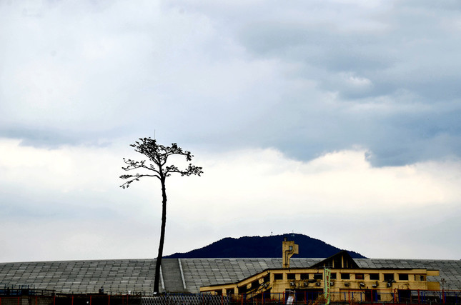 「奇跡の一本松」の背後には、高さ12.5メートルの防潮堤がつくられていた
