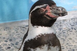 「ぼっちでモテない」京都のペンギン　「仲良くなれそう」広がる共感