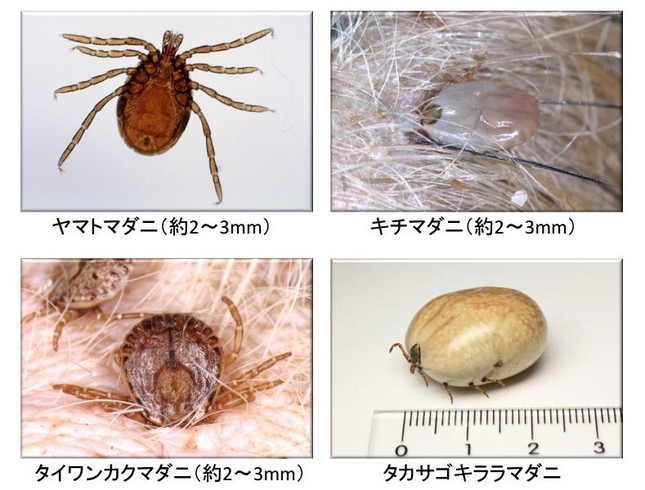 かなりグロテスクなダニ（画像は感染症研究所「感染症を媒介する昆虫・ダニの仲間」より）