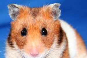 ハムスターにトンカツ、チョコ　YouTube飼育動画に「虐待」批判殺到