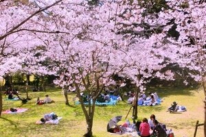 花見でボンベ破裂　使用法、何がまずかったのか