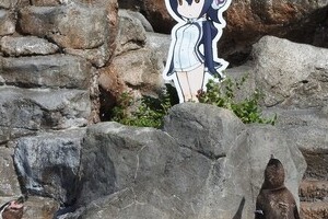 ペンギン、「けもフレ」キャラに恋　東武動物公園グレープが「かわいすぎる」