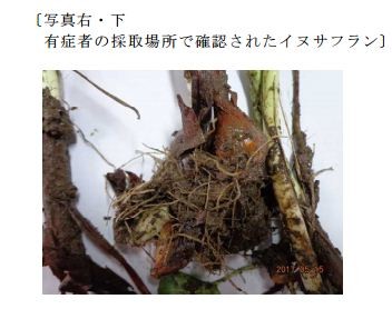 臭いと茎の色は要確認