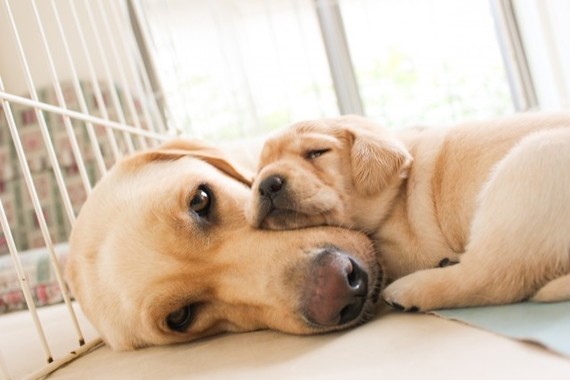 飼い主は気づかないペットの強烈な臭さ 犬のニオイ屋敷 になる前の消臭対策 J Cast ニュース 全文表示