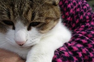 「猫アレルギー」でも猫を飼い続けたい　涙なしでは読めない努力と工夫の数々