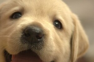 犬は赤ちゃん言葉で話されるのが好き？　実験で喜ぶのは子犬だけ、成犬は...