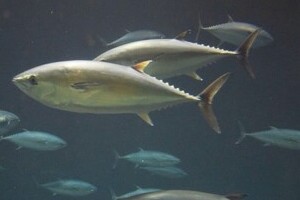 フラッシュ撮影は魚に害あるのか　水族館で対応分かれる