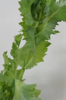 葉が茎を抱き込むようにしてついているのが特徴（写真提供：長野県）