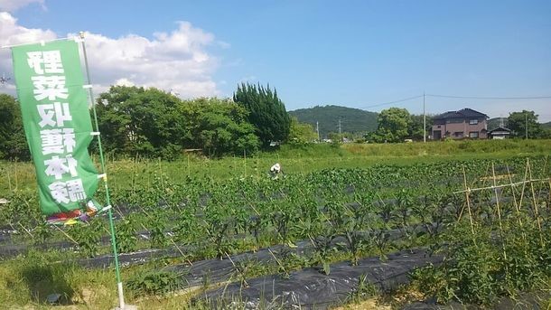 「収穫体験＆食べ放題」が行なわれる畑（神戸ブルーベリーフィールドの発表資料より）