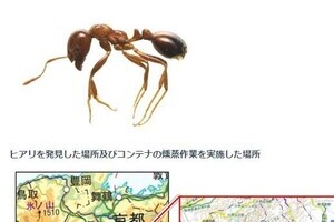 猛毒、凶暴な昆虫が日本に続々侵入　「ヒアリ」刺すとアナフィラキシーの恐れ