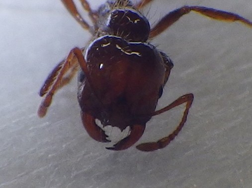 ヒアリ（環境省のウェブサイトより）