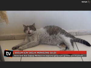 トルコの野良猫、難産で苦しむも　なぜか人間の病院に来て無事子猫を出産