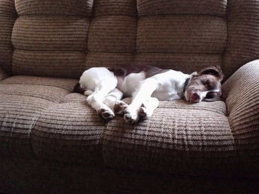 犬だってインフルエンザになるんです（写真はイメージ）
