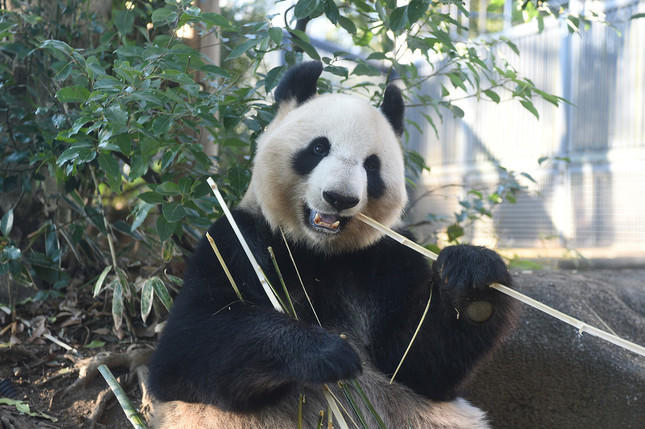 子どもを出産したシンシン　（C）（公財）東京動物園協会